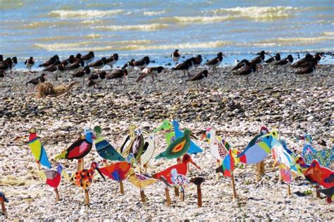 Pukorokoro Miranda Shorebird Centre Coromandel Peninsula