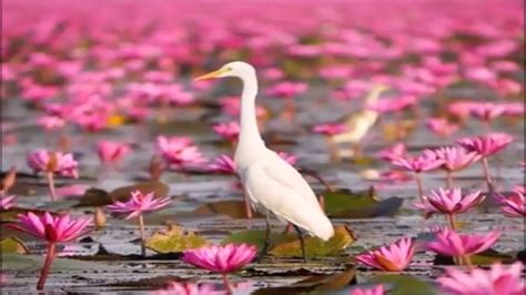 Red Lotus Sea Udon Thani Province