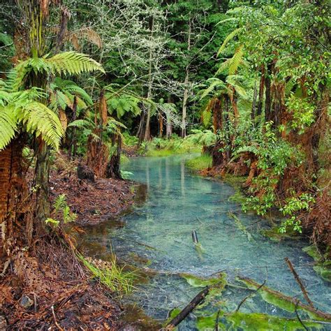 Redwoods Whakarewarewa Forest Rotorua