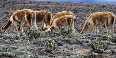 Reserva de Producción de Fauna Chimborazo Central Highlands