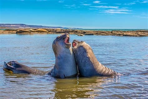 Reserva Faunística Península Valdés Coastal Patagonia