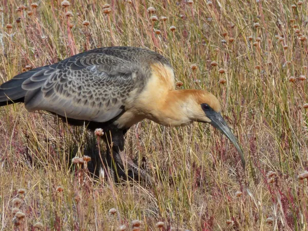Reserva Natural Laguna Nimez El Calafate