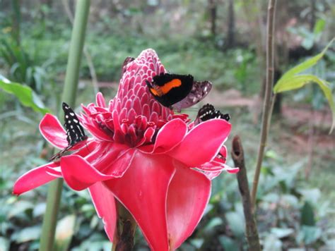 Reserva Natural Paway Mariposario Cali & Southwest Colombia