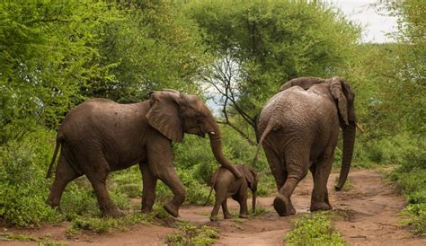 Rimoi National Reserve Western Kenya