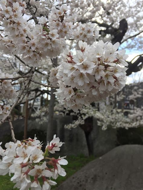 Rock-Splitting Cherry Tree Iwate Prefecture