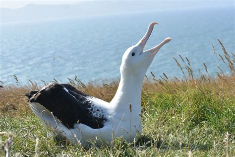Royal Albatross Centre & Fort Taiaroa Otago Peninsula