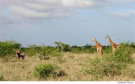 Rukinga Wildlife Sanctuary Kenya