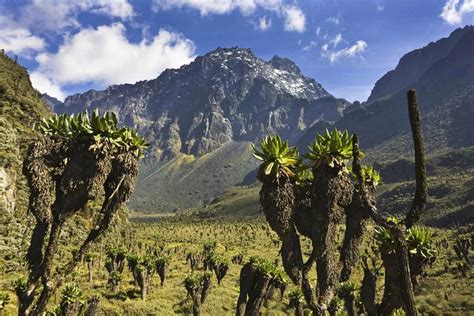 Rwenzori Mountains National Park Southwestern Uganda