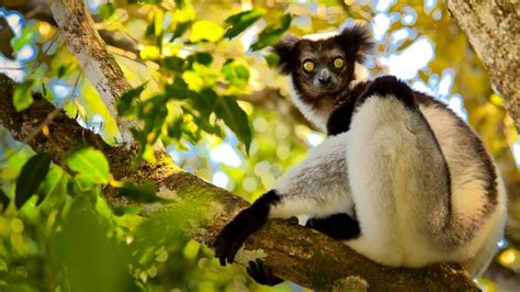 Réserve de Maromizaha Eastern Madagascar