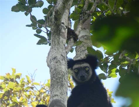 Réserve Spéciale Anjanaharibe-Sud Réserve Spéciale Anjanaharibe Sud