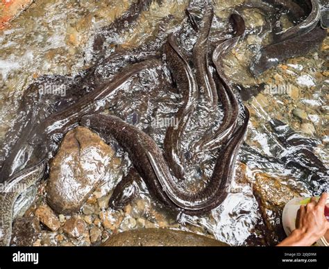 Sacred Eels of Waai Pulau Ambon