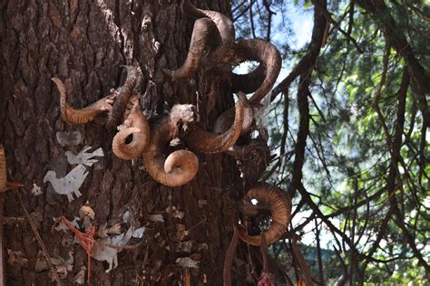 Sacred Tree Manali