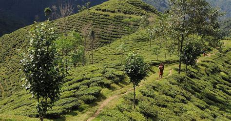 Sahambavy Tea Estate Madagascar