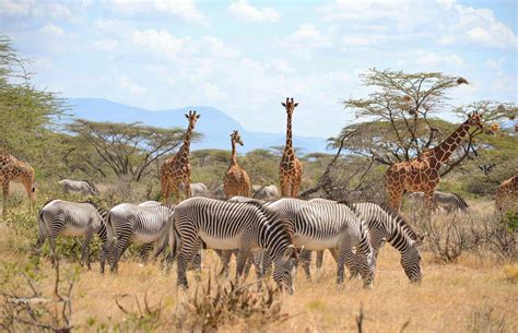 Samburu National Reserve Northern Kenya