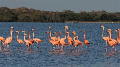 Santuario de Fauna y Flora Los Flamencos Riohacha