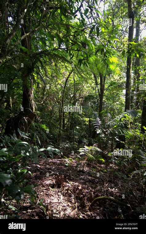 Sarongge Valley West Java