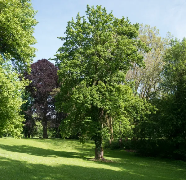 Schlosspark Upper Austria