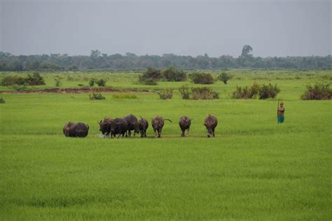 Se Pian NPA Southern Laos