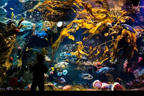 Shaw Centre for the Salish Sea Vancouver Island