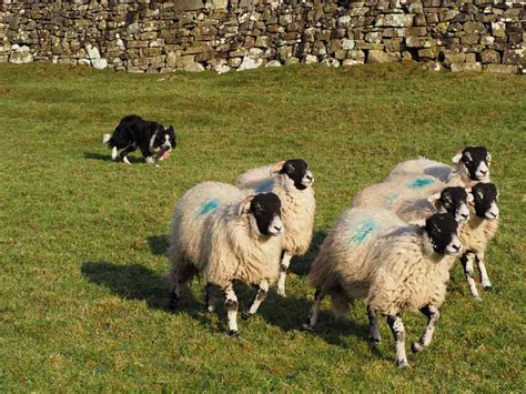 Sheepdog Demonstrations Yorkshire Dales National Park