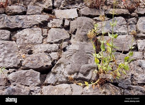 Sheila-na-gig County Tipperary