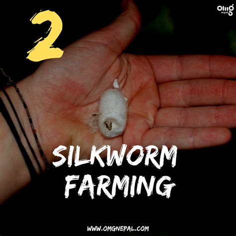 Silkworm Farm Bandipur