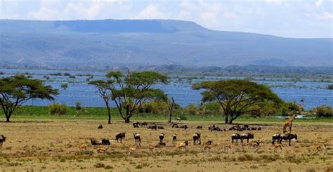 Sinet Delta Amboseli National Park