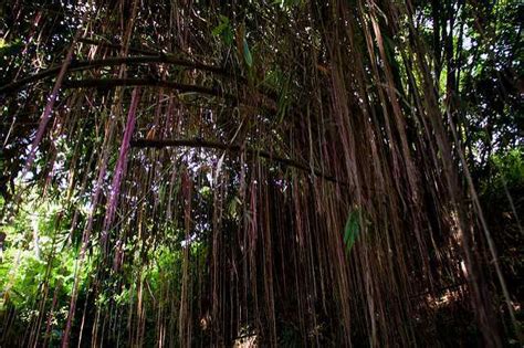 Singapadu Banyan Tree Ubud Region