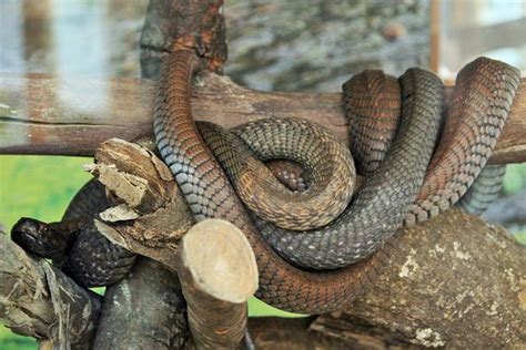 Snake Park Nairobi