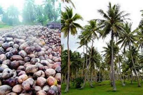 Soavoanio Coconut Plantation Northern Madagascar