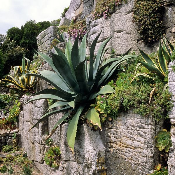 St Michael's Mount West Cornwall