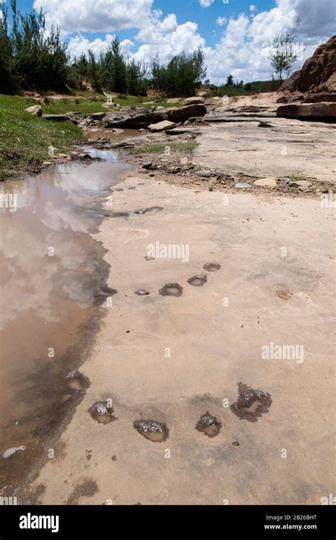 Subeng River Dinosaur Footprints Lesotho