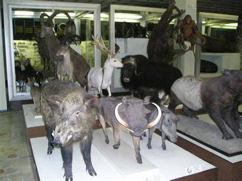 Tadas Ivanauskas Zoological Museum Kaunas