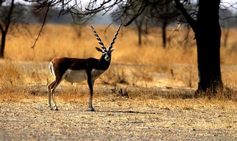 Tal Chhapar Wildlife Sanctuary Rajasthan