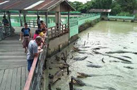 Thaketa Crocodile Farm Yangon