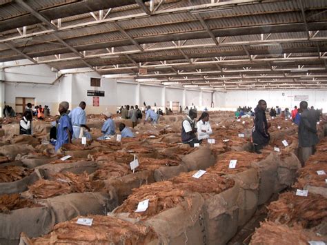 Tobacco Auction Floors Lilongwe