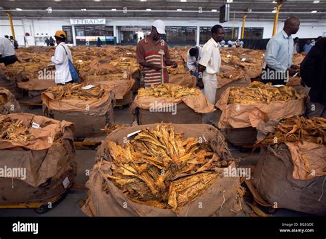 Tobacco Floor Harare