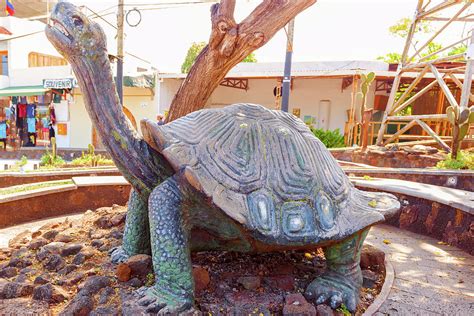Tortoise Statue Puerto Ayora