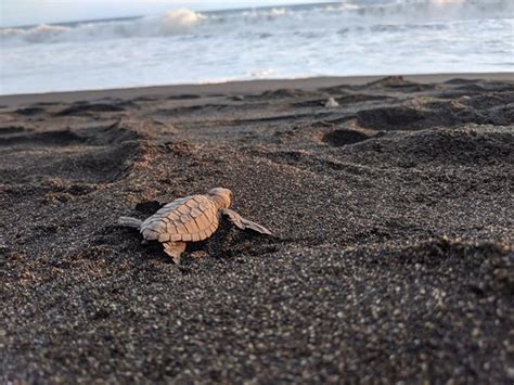 Tortugario Monterrico