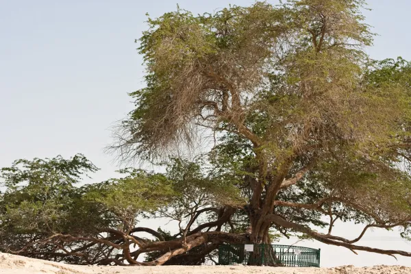 Tree of Life Bahrain