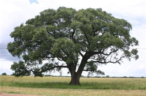 Tree of True Knowledge Botswana