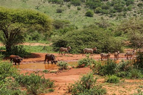 Tsavo Conservancy Kenya