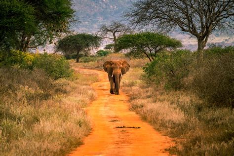 Tsavo West National Park Kenya