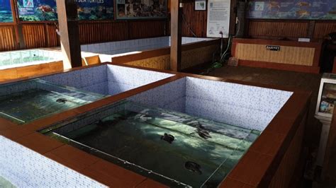 Turtle Tanks Sanur