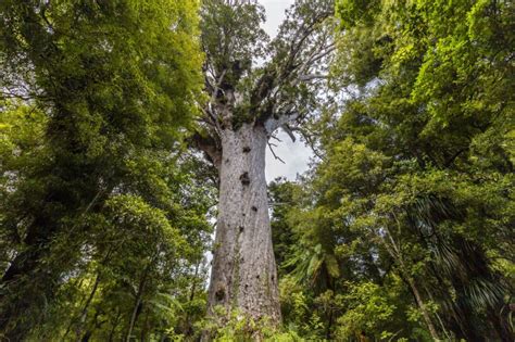 Tāne Mahuta Bay Of Islands & Northland