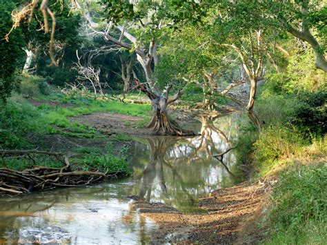 uMkhuze Game Reserve Isimangaliso Wetland Park