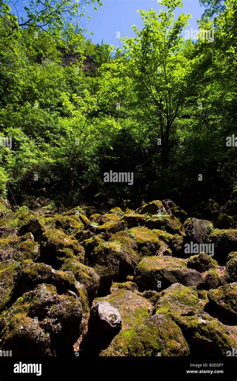 Underground Forest Heilongjiang