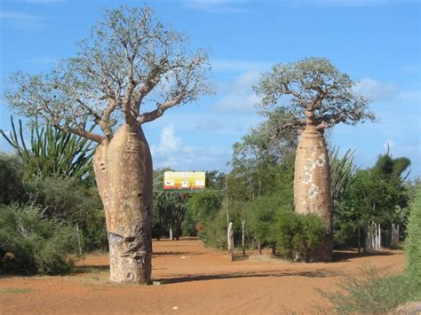 Village des Tortues Ifaty & Mangily