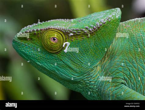 Vohimana Forest Eastern Madagascar