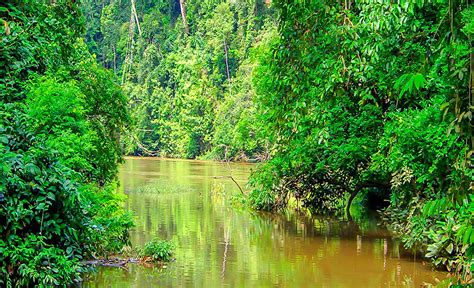 Waka National Park Gabon